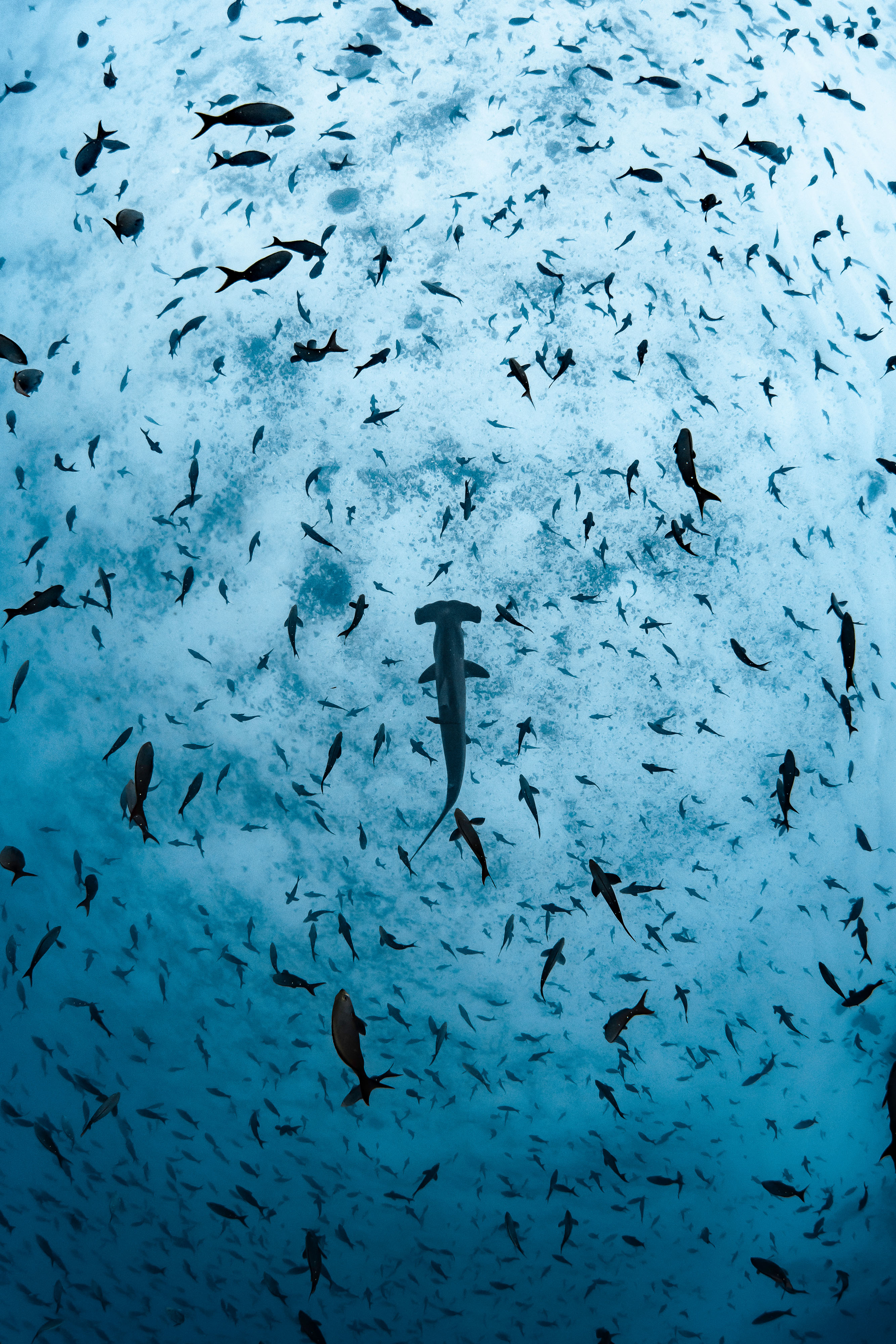 Un requin-marteau festonné près de l'arche de Darwin