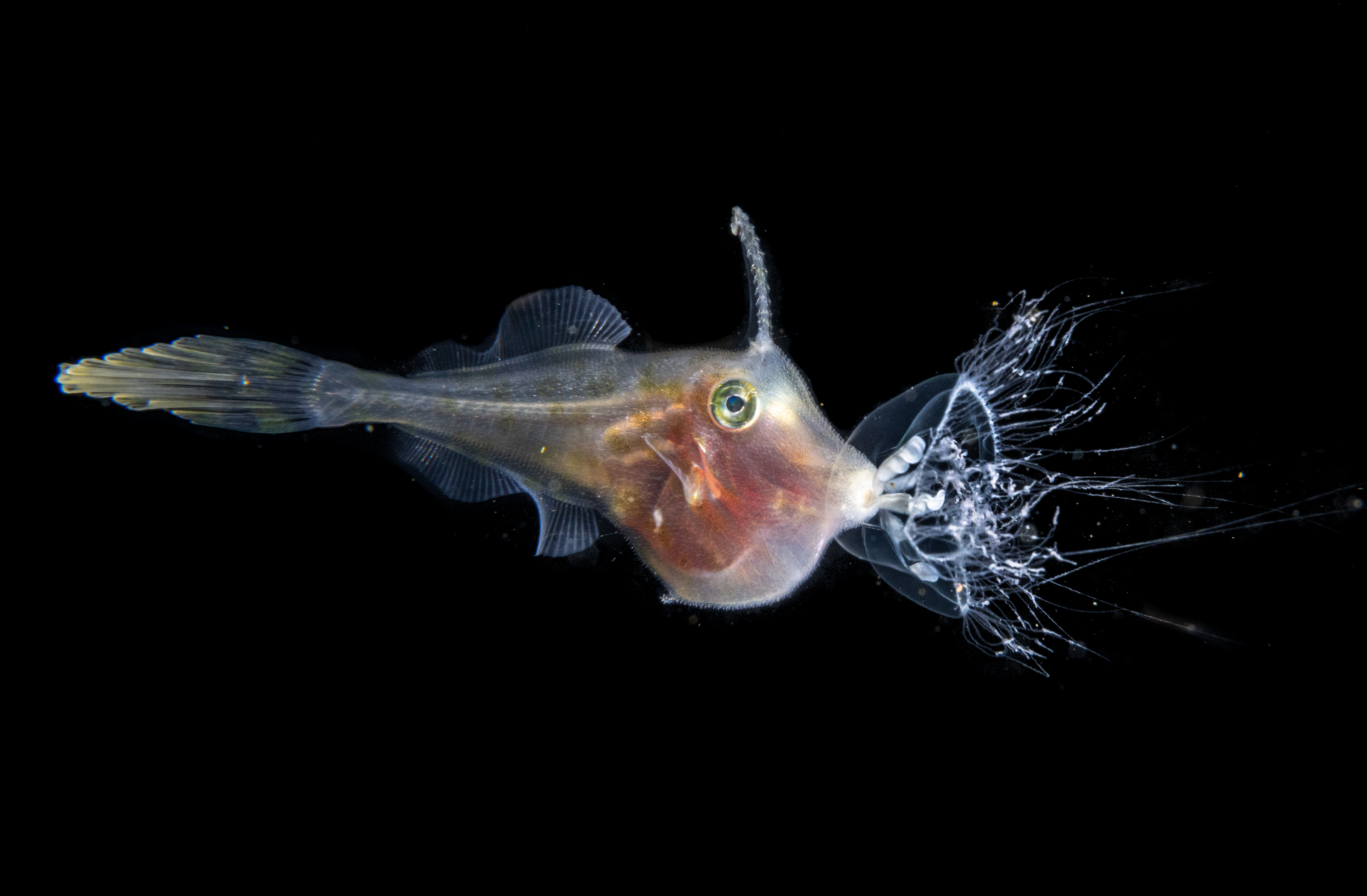 un poisson capture une méduse