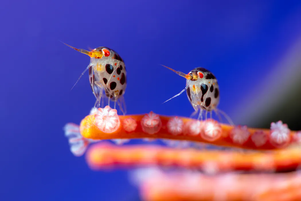 Ocean Photographer of the Year : les plus belles photos sous-marines de ...