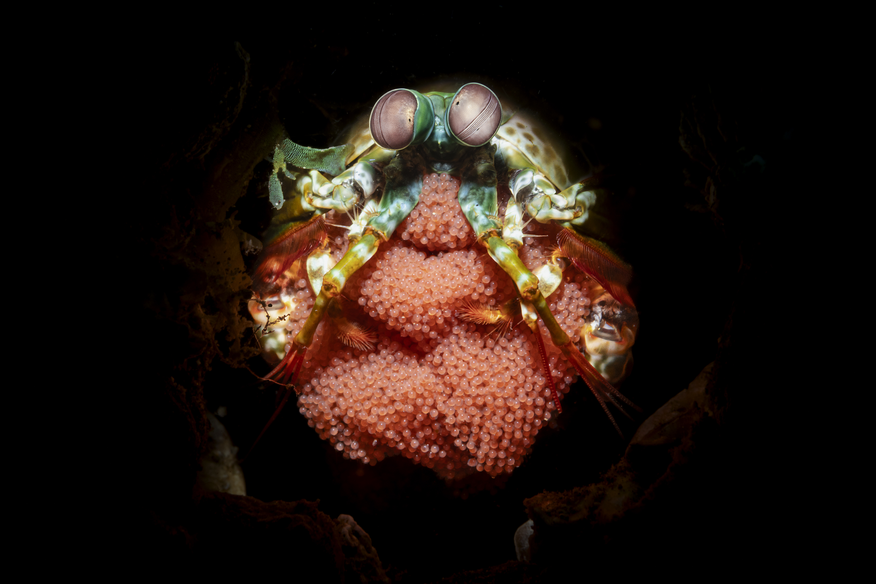 crevette-mante arc-en-ciel avec ses oeufs