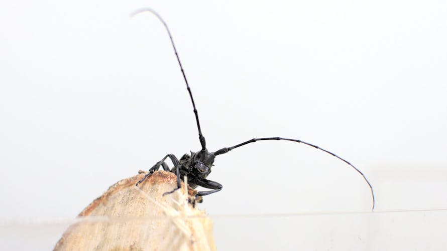 La longicorne asiatique est l'une de ces espèces invasives.