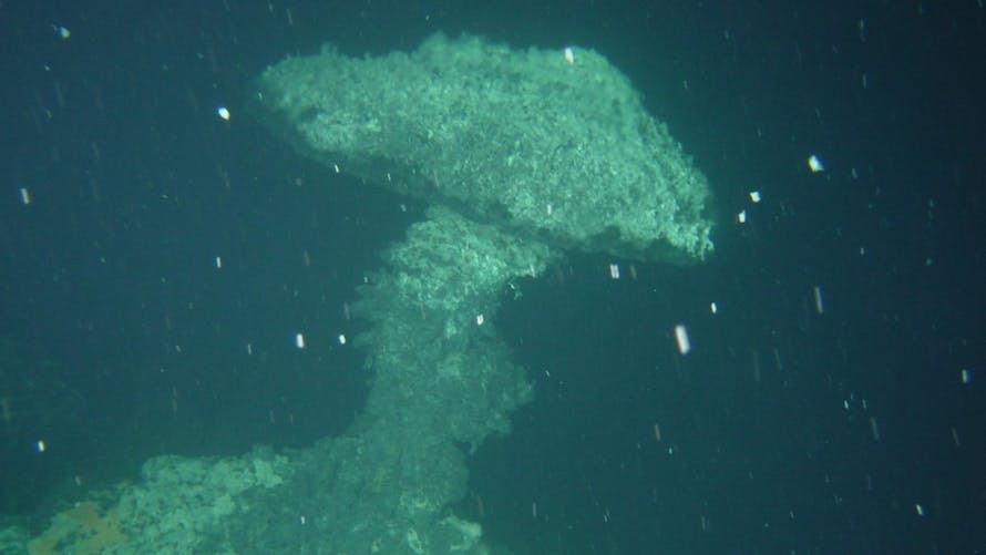 neige marine et cheminée hydrothermale