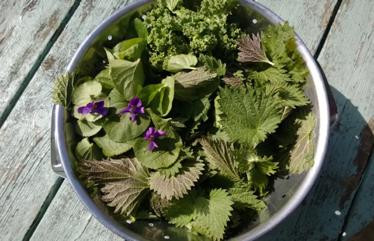 5 plantes comestibles à cueillir en bas de chez vous