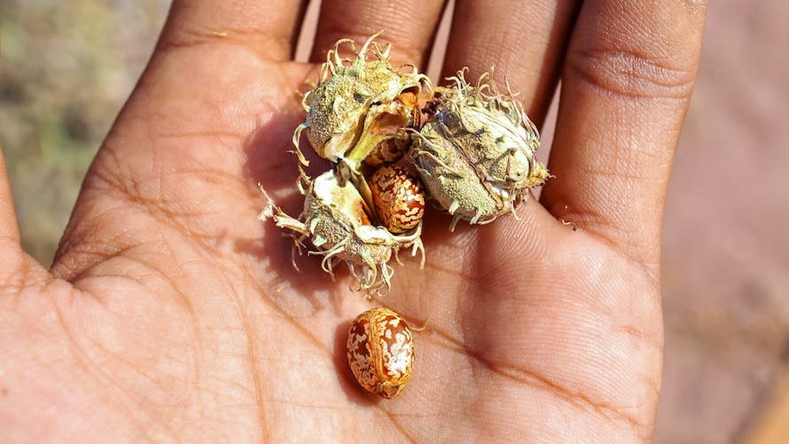 graines et coques de ricin