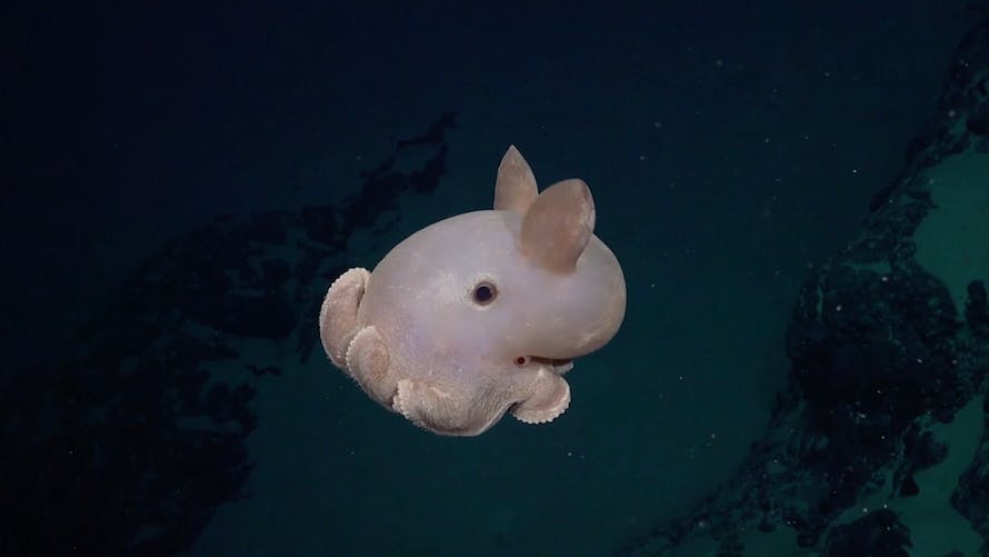 montagnes sous-marines animaux