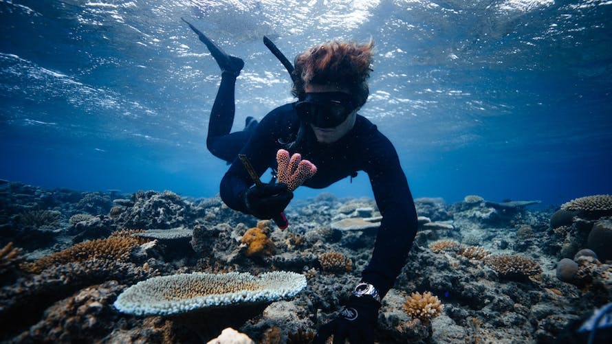Titouan Bernicot Coral Gardeners
