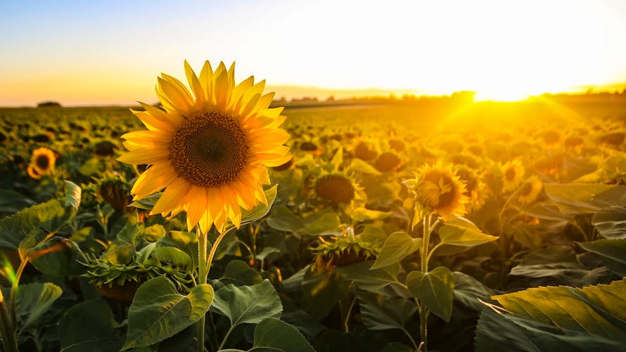 tournesol