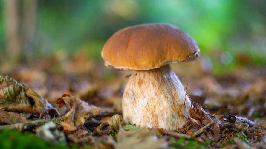 cèpe en forêt