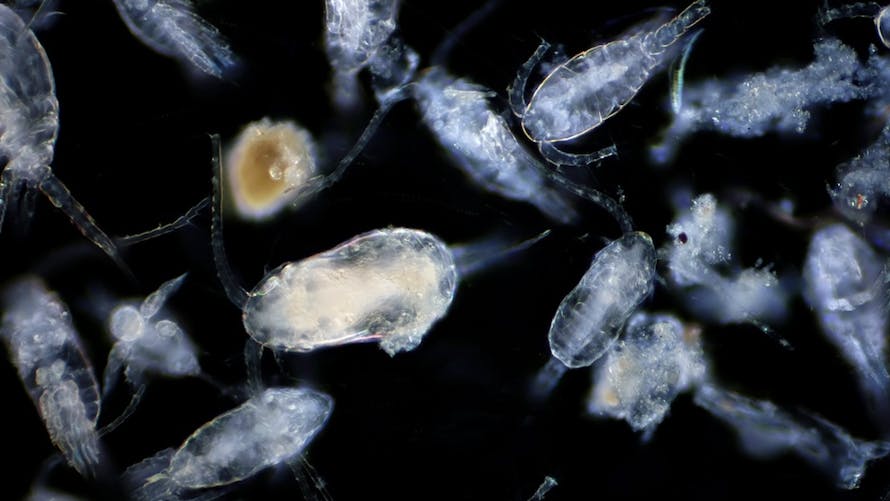 Copepod (Zooplankton) are a group of small crustaceans found in the marine and freshwater habitat.
