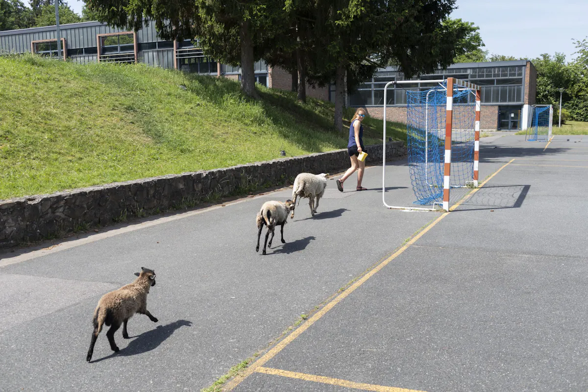 Dans ce lycée, on s'occupe des moutons pendant la récré