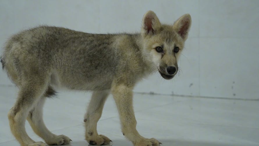 Maya loup arctique