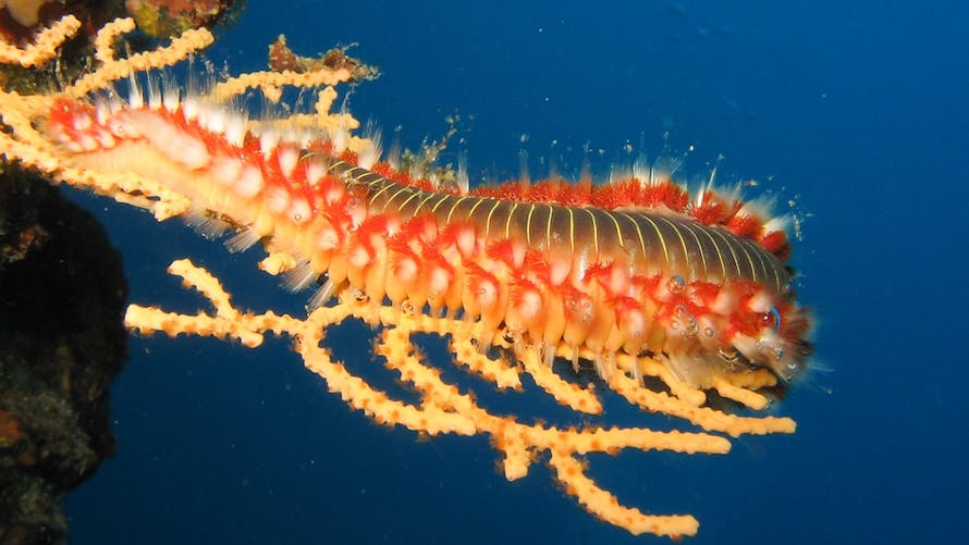 Hermodice carunculata ver de feu