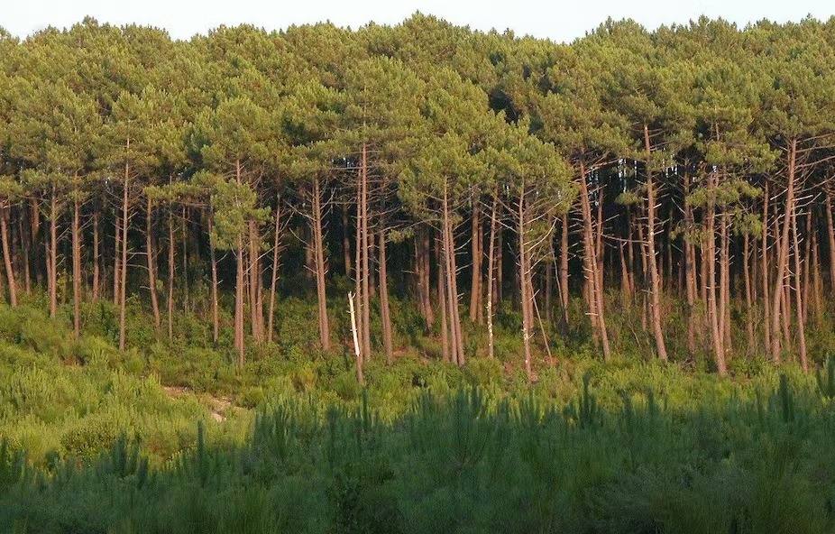 forêts