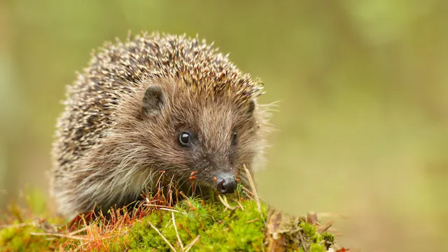 Sur les traces de la biodiversité, grâce aux crottes de hérisson | We ...