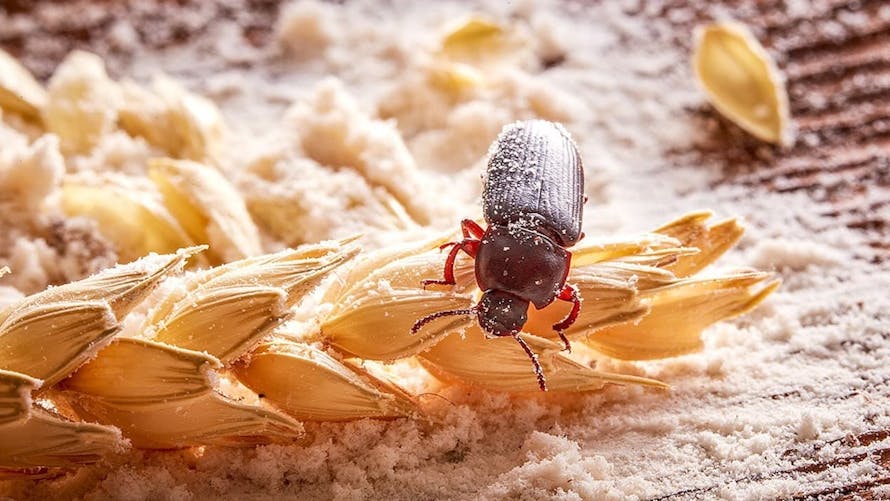 alimentation animales insectes