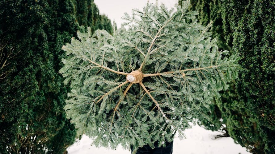 sapin de Noël
