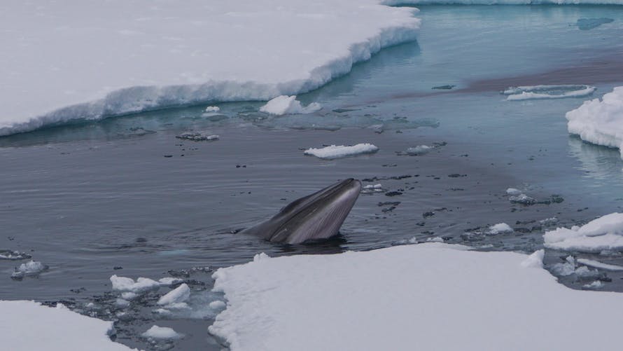 baleine de Minke