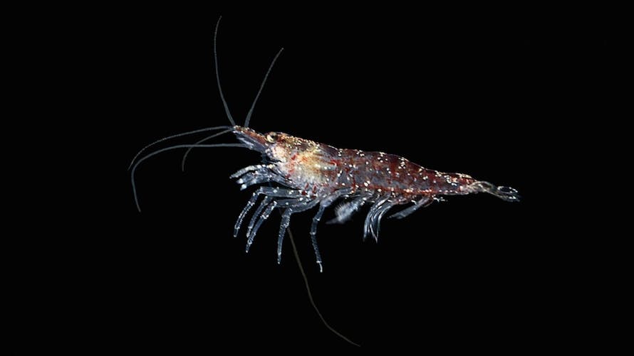 krill antarctique