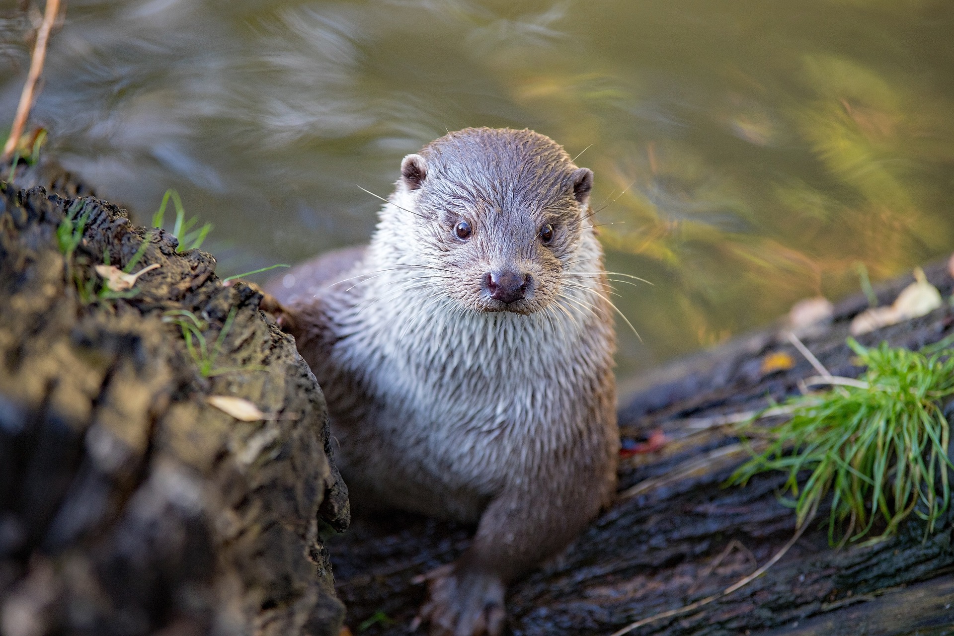 La loutre fait partie des animaux français menacés.