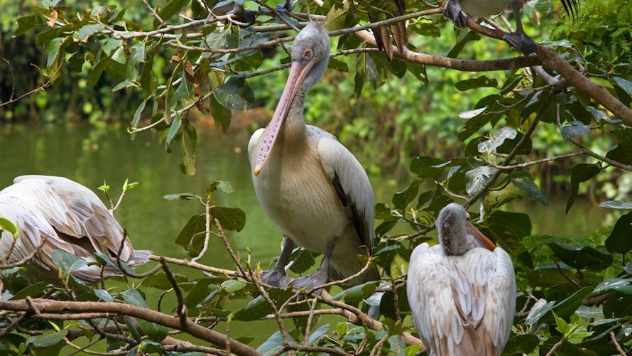 pélicans