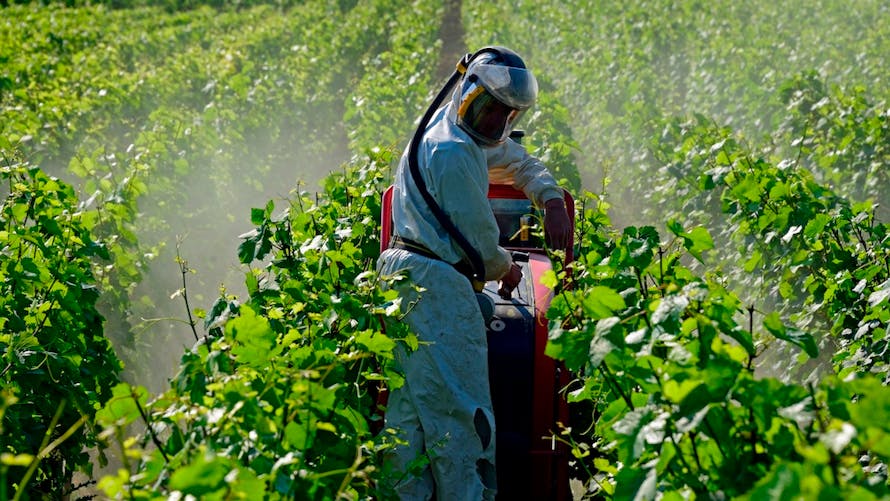 pesticides vignes