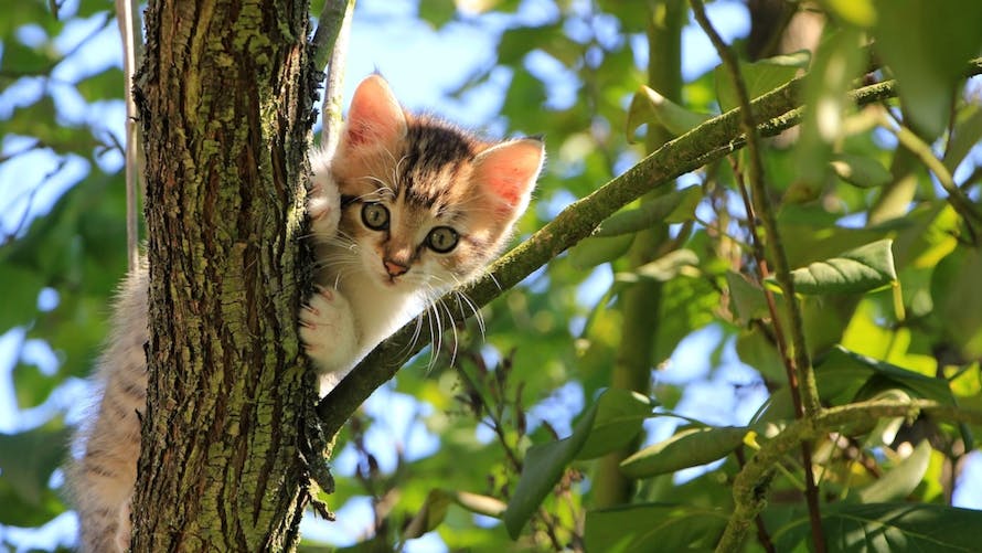 Chat domestique