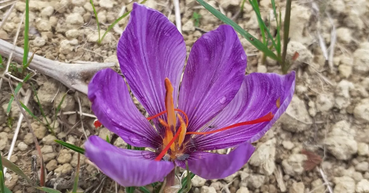 Fleur Basque La fine fleur des plantes aromatiques et médicinales s'épanouit au Pays ...