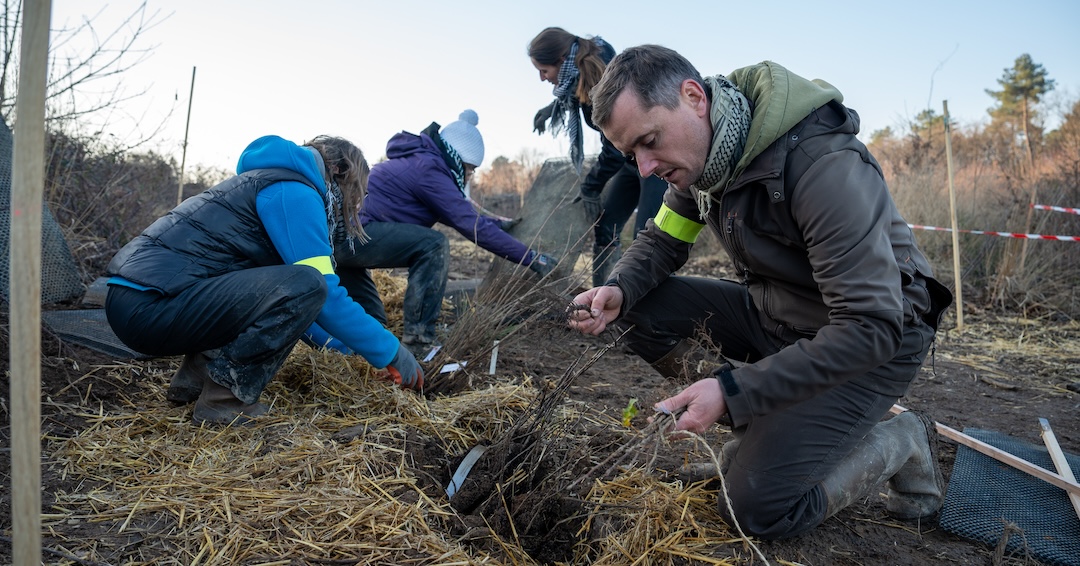 créateur de forêt jaure