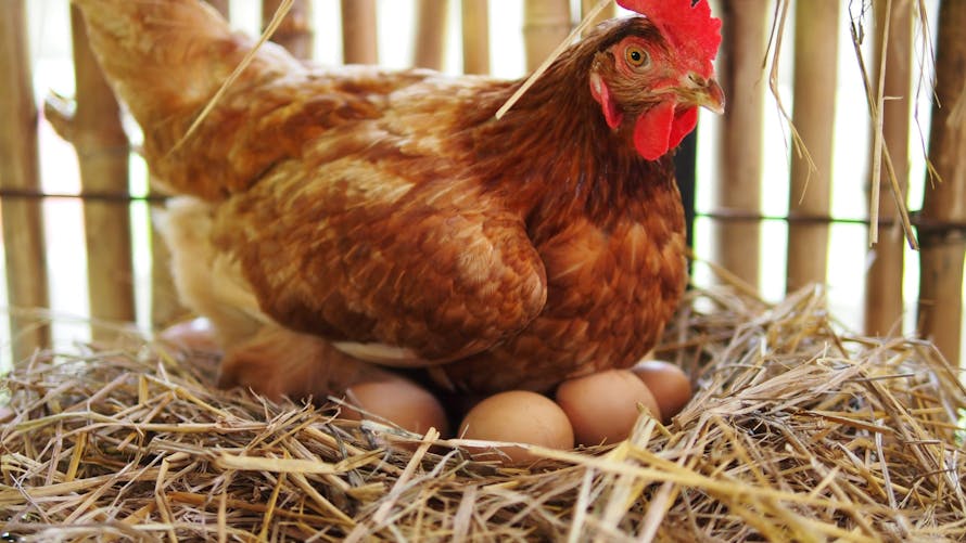 Une poule couve des oeufs