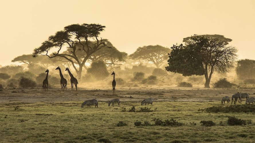 girafes et zèbres