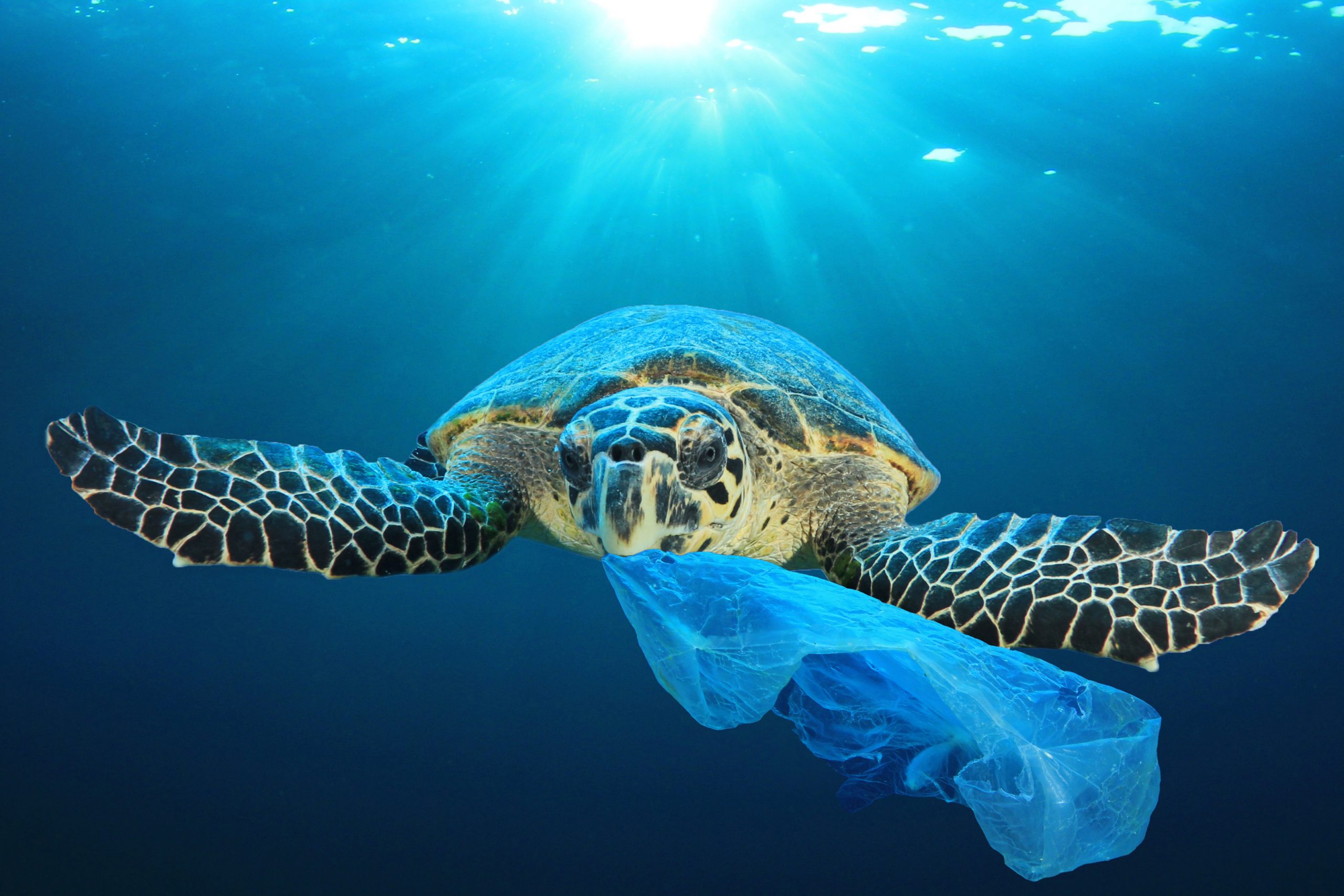 Tortue de mer avec un sac plastique