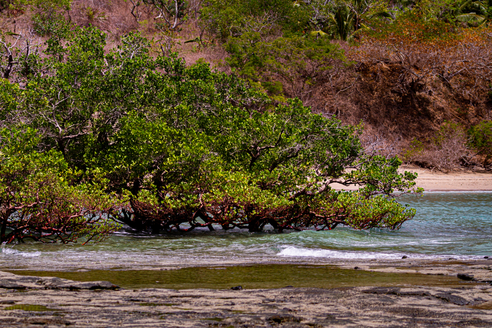 Mangroves,In,Mayotte,,Grows,On,The,Ocean,Coast.