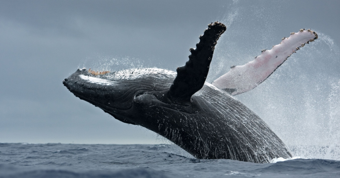 baleine à bosse