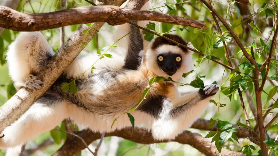 sifaka