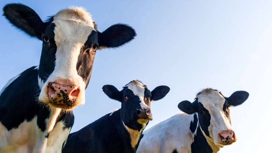 Vaches Holstein