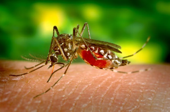 Aux Jeux Olympiques, des vêtements anti-Zika protègent les athlètes