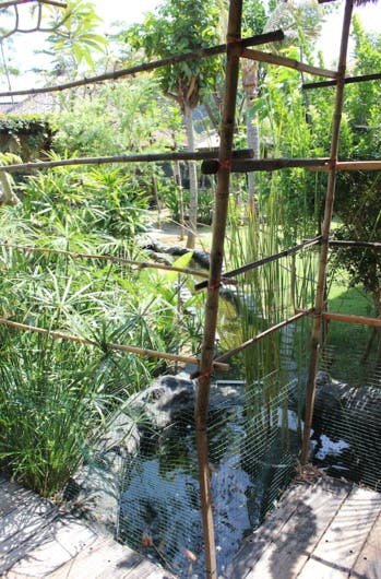 Dans cette école à Bali, pas besoin d'être riche pour se former aux enjeux de demain en pleine nature