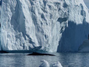 Au Groenland, la grandiose et éphémère ronde des icebergs