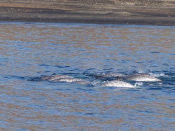 Au Groenland, le fascinant bal des nervals de Tremblay Sound