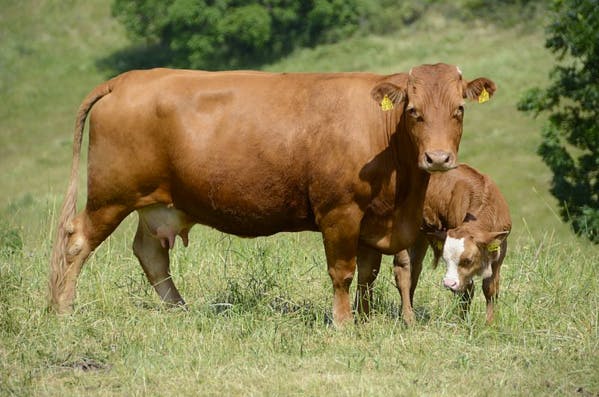 26 ONG lancent un manifeste pour inscrire la condition animale dans le débat politique
