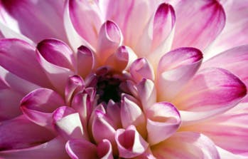 Slow Flowers : Les fleurs du jardin prennent leur revanche en Angleterre