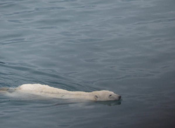 Au nord du Canada, Peel Sound et Coningham Bay, terrains de jeux des bélugas