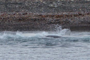 Au nord du Canada, Peel Sound et Coningham Bay, terrains de jeux des bélugas