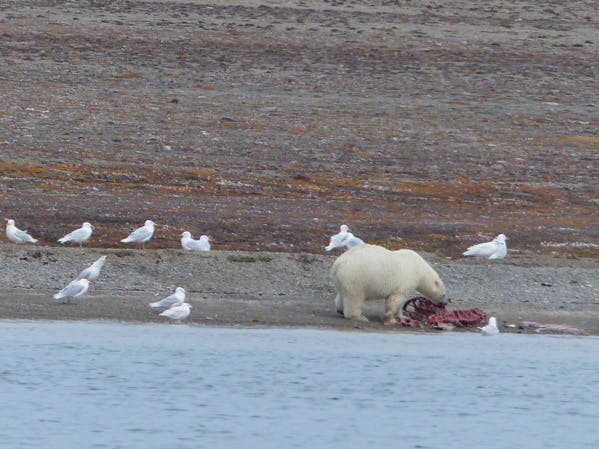 Au nord du Canada, Peel Sound et Coningham Bay, terrains de jeux des bélugas