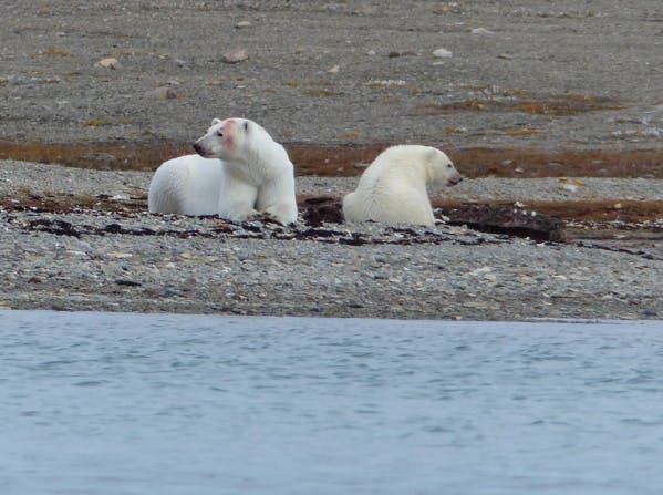 Au nord du Canada, Peel Sound et Coningham Bay, terrains de jeux des bélugas