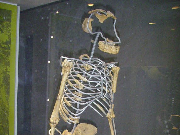Le fossile Lucy devient un fichier open source au service de la science