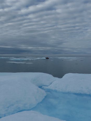 En 2040, les ours blancs pourraient avoir disparu de la banquise : voici pourquoi
