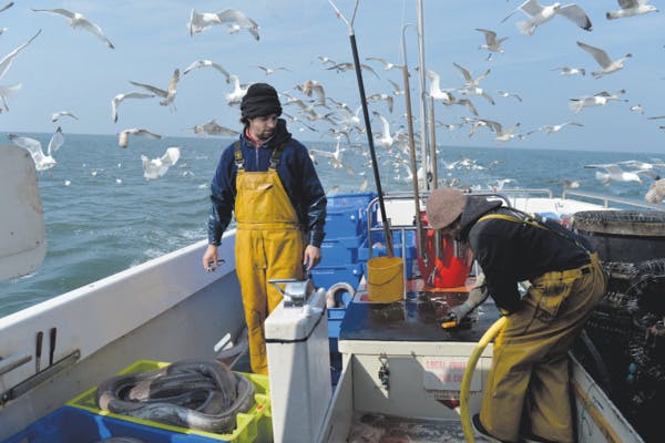 Contre la surpêche, il crée une plateforme de vente de poisson en circuit court