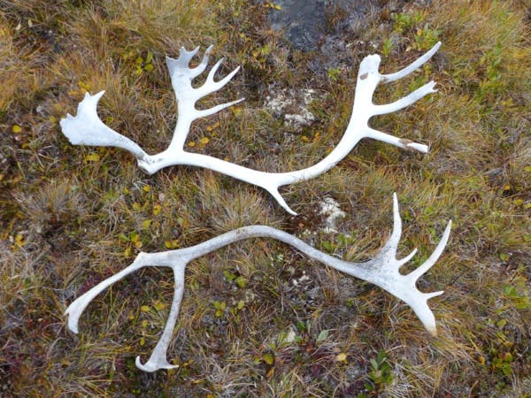 Du Nunavut aux Territoires du Nord-Ouest, dans l’intimité des oiseaux de l’Arctique