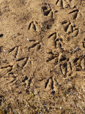 Du Nunavut aux Territoires du Nord-Ouest, dans l’intimité des oiseaux de l’Arctique